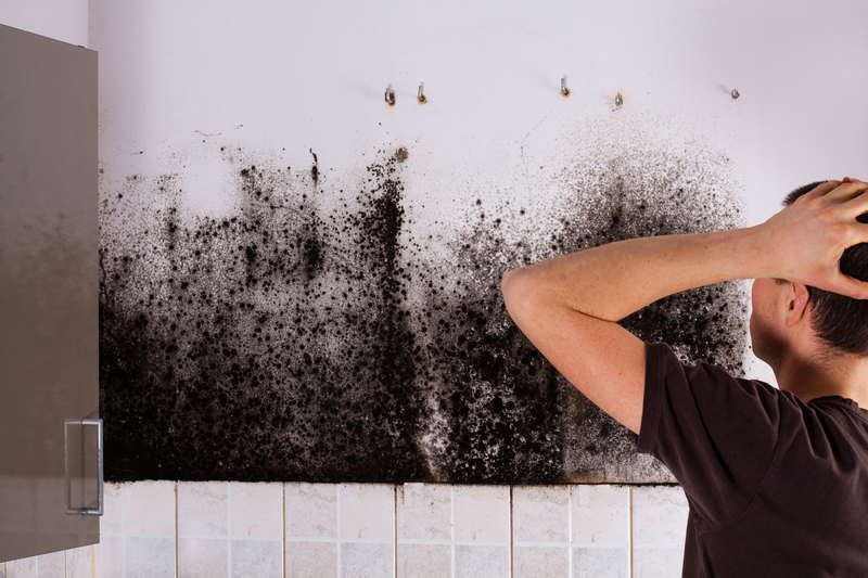 How To Get Rid Of Black Mould Mould Treatment